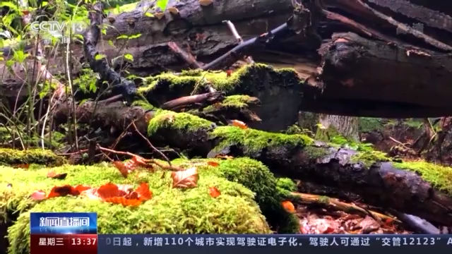 生物|维护自然本色 探访德国最大陆地国家公园