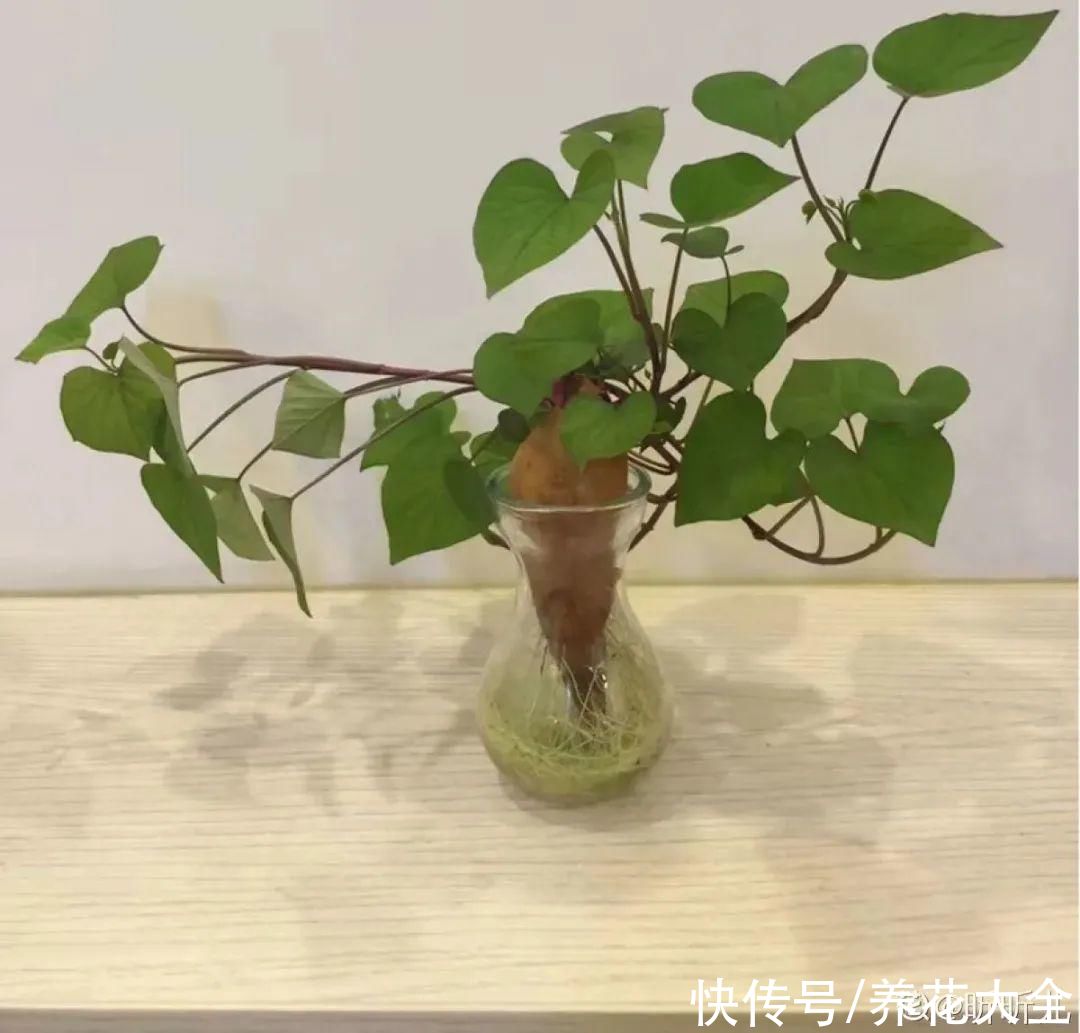 半死不活的花，扔水里，突然长疯了