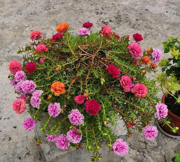 卷柏|8种“养不死”的花,绿萝只能排“末尾”,再养不好就别养花了