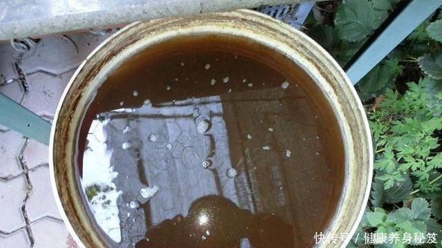 兰花配点“黑豆豆”,一年到头不施肥,叶子贼油绿,花剑嗖嗖冒!