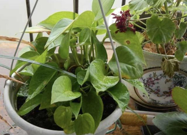 在家里养“绿萝”，3个“技巧”学好，6个月窜到1米长，繁殖20盆