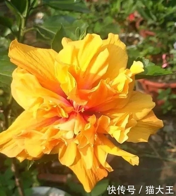 种花|3种花,明明开花很漂亮,却因花名被很多人“嫌弃”,太冤了!
