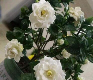 李大姐养栀子花，盆里埋上“5两它”，叶子油绿，一次开60朵大花