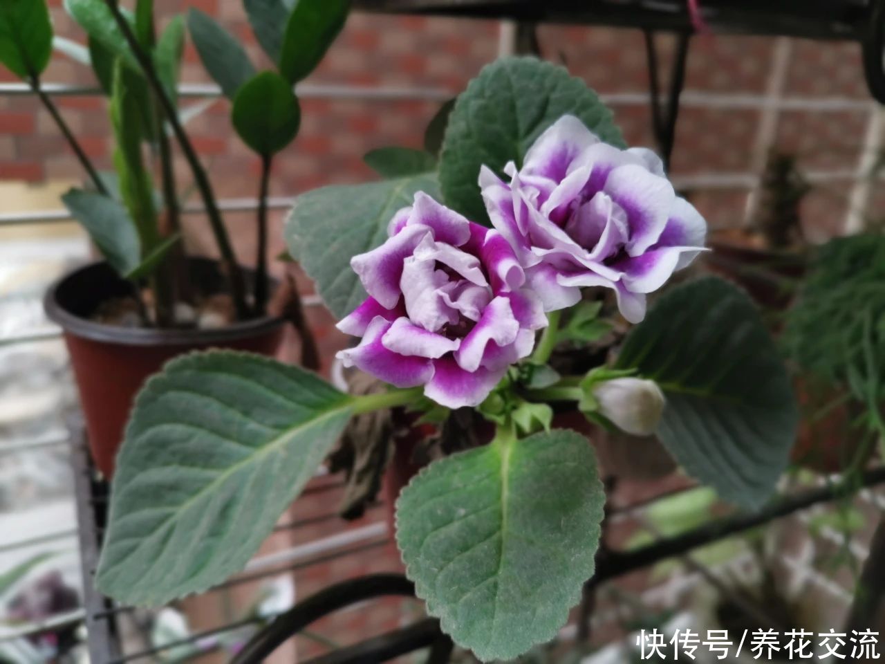 铁线蕨|养花的环境空气干燥，植物容易出问题，6个技巧可增加湿度