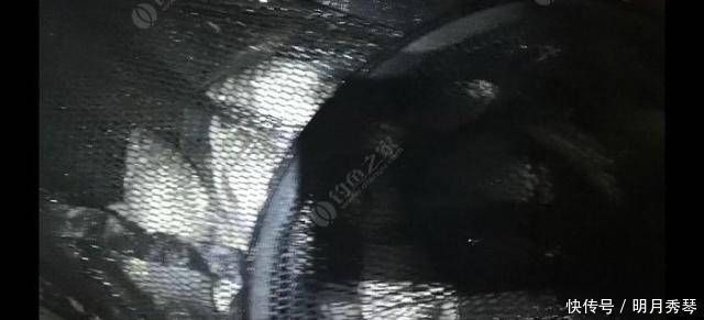 钓鲫鱼方法和窝料制作方法,自己研制的饵料,一般人我不告诉他