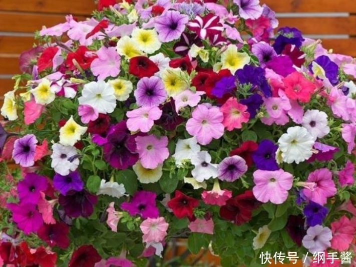 4种花养家里,看了就让人沉醉,年年开花不断,美!