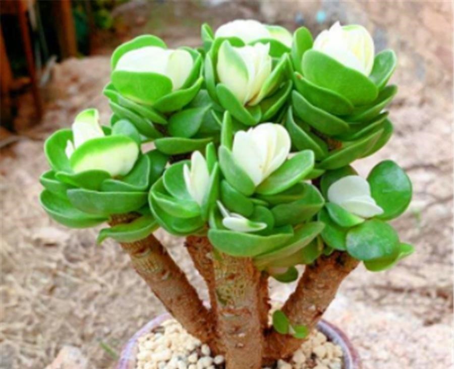 3种寓意招财进宝的多肉,颜值高好养护,2种能养成树