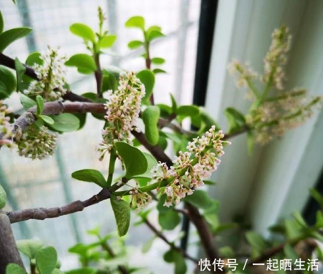 金枝玉叶开花了,特罕见,比雅乐之舞还美!金枝玉叶开花了,特罕见,比雅乐之舞还美!