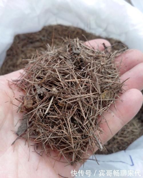 花盆|4种“垃圾”捡回家，埋在花盆下，啥花都越养越旺，叶绿开花久