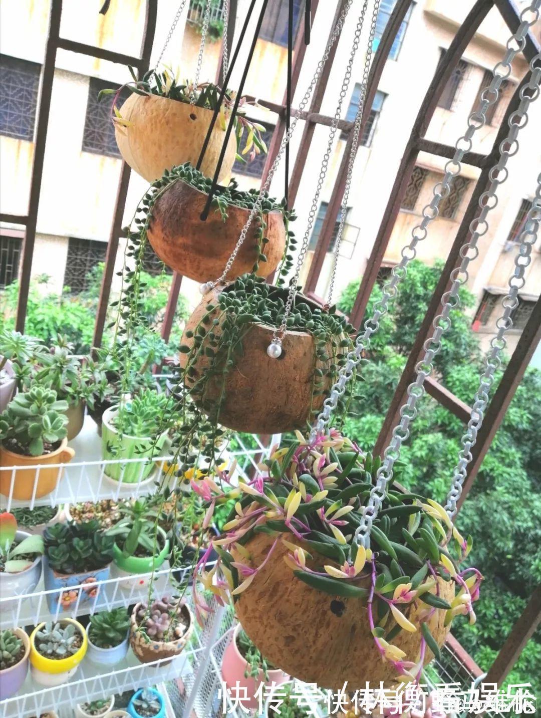 el多肉的花样养法,7种花盆全是自己造的,省钱又好用!