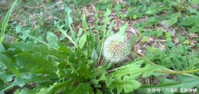 中年|农村风吹满天飞的野草，人称“尿床草”，是中药材的八大金刚之一