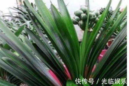 1种“天然油脂”埋盆里,君子兰爆盆了,开得盆里“挤不下”