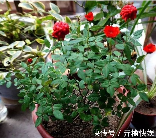 最爱“喝醋”的3种花卉,每隔7天喂一点,叶片肥厚油亮,呼呼长!