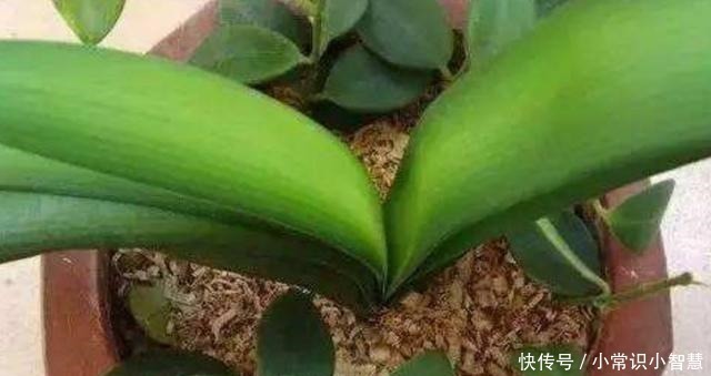 植株|在家制作营养土,加上3种“废弃物”,松软透气、营养成分多!