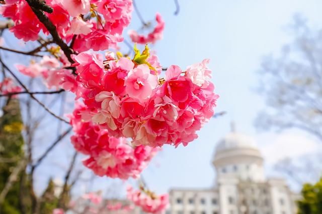 云赏花！一大波高校春景来袭，来看看你的学校→