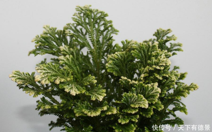 旱灾|九死还魂草,号称生命力最顽强的植物,观赏价值高,还可做盆景