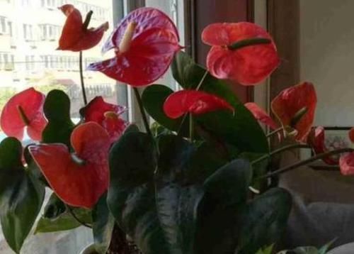 四季海棠|什么花可一年开四季盆栽上4种植物,个个都能全年花开不停歇