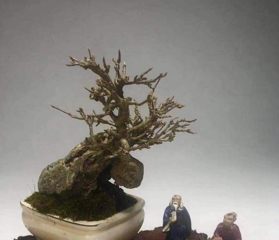 令人惊艳的国内花艺师盆景作品，平时很难见到，值得收藏与分享！