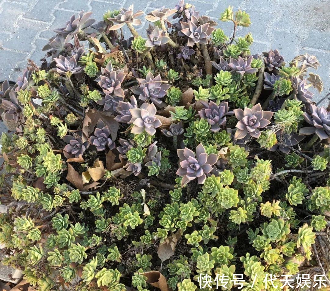 多肉就得懒人养，水越少越不管，呼呼爆出一大盆！