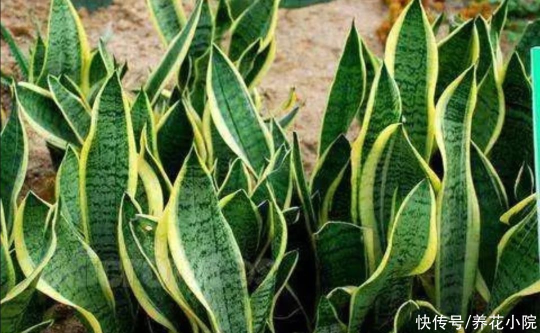 长势|养虎皮兰，常喂它2种肥，叶子茂盛，容易长新芽