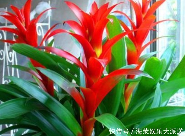 过年买花“有讲究”，4种花养家里“有福气”，新的一年发财！