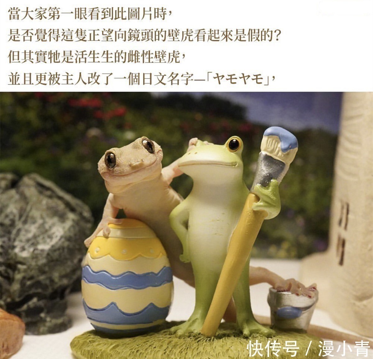 二次元|三次元的壁虎喜欢拍照,萌出二次元的感觉,这是转生成为壁虎吧