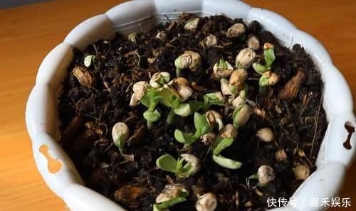 买来的花生米直接撒花盆里养,没过一周就长满一大盆,要不要吃掉