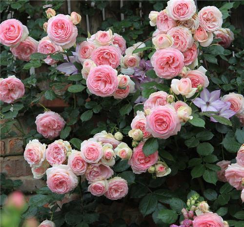 春天|想要月季花开出“繁花”景象,这几件事要做好,5分钟学会!