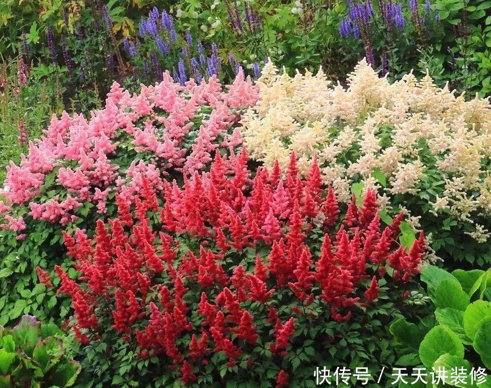 落新妇耐寒又耐阴,颜值高,气质佳,今年最流行!