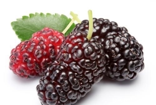 桑叶|请注意,如果家有桑树,“此时”请采收2种药材,错过了很可惜