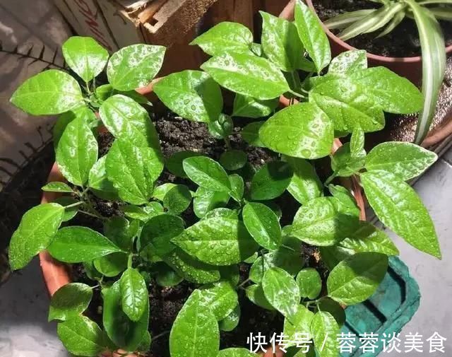 有1种“水果”,剪根枝条插土里,15天生根,结出果子“吃不完”