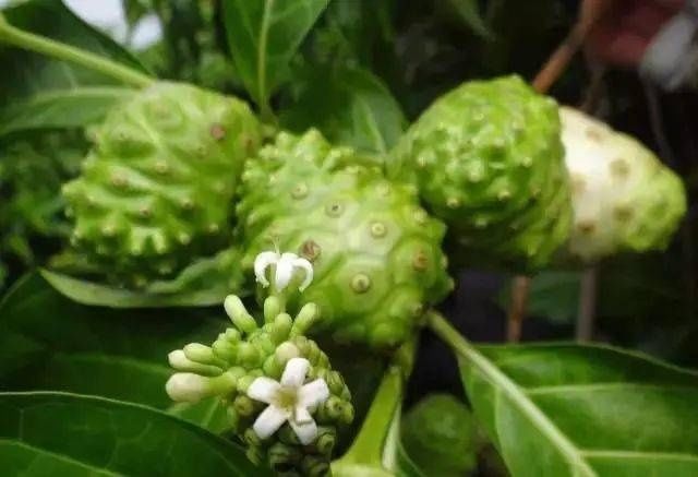  味道|四种口味奇特反胃的水果，榴莲落选，还有一种被称为“呕吐果”？
