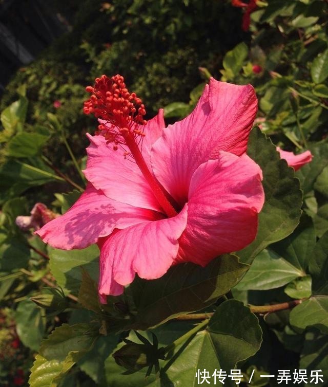 被名字耽误的“三种花”,名字虽土颜值高,关键是高温夏季也勤花