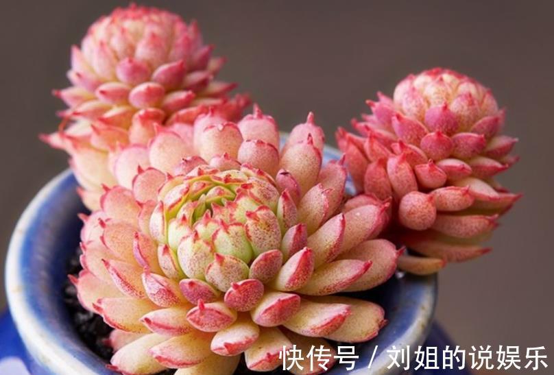 被拉入“黑名单”的3种多肉,矫情不好养,家里养了赶紧换品种