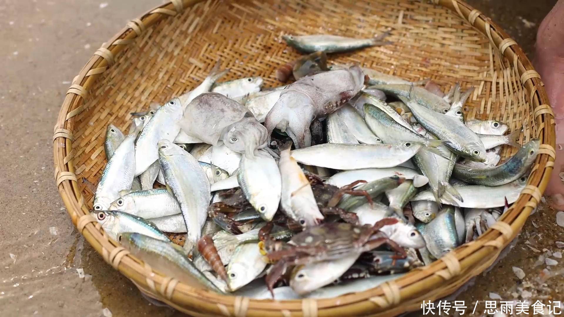 早晨赶海最爽,捡了一大桶海鲜,一顿都吃不完!