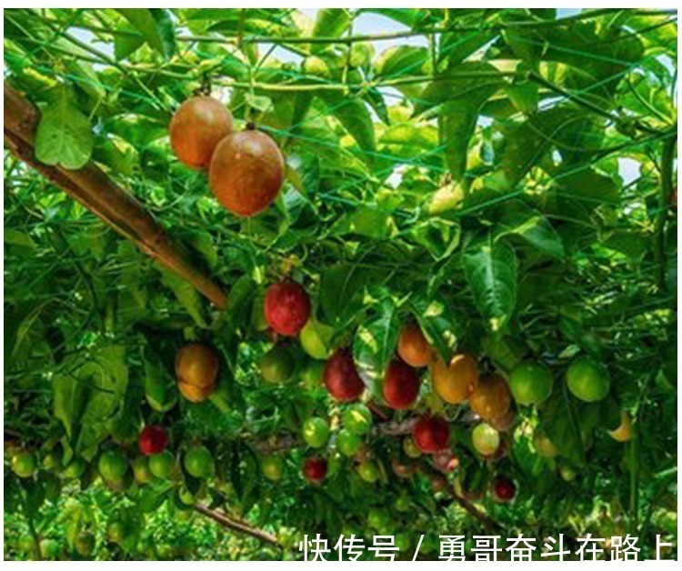 糖分|这些水果,可是隐形的“升糖王”,糖尿病人切切要注意!——勇哥素养论坛