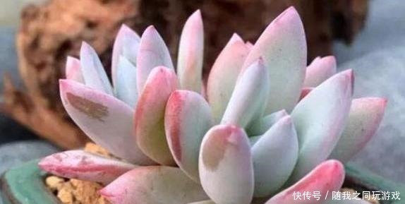 河沙|想用“河沙”养多肉,有利也有弊,这么使用才“完美”