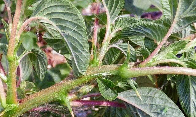 苋菜|人称“补血菜”,长在路边常忽视,根是极品中草药,记得摘回家