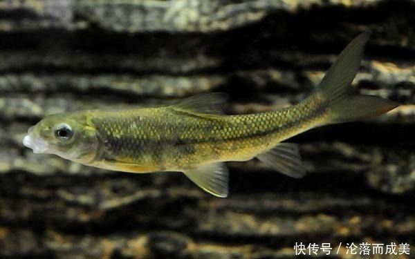 这鱼3年才长9厘米,常常被误认为小杂鱼,营养丰富,遇到别错过
