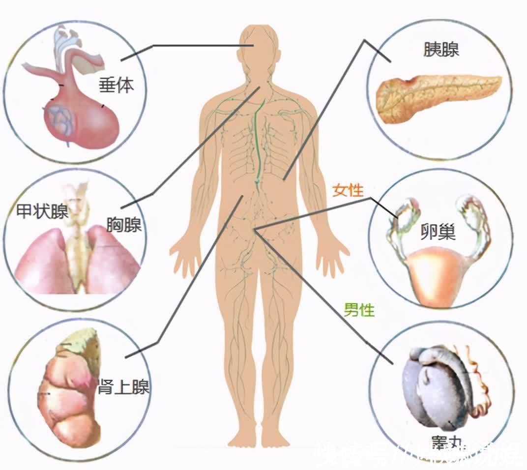 体毛|为什么有的女性体毛旺盛，有的女性几乎没有？和什么有关？