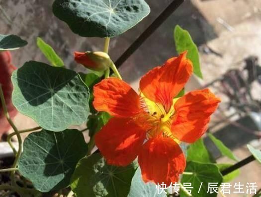 “2种花”往家里养,阳台摆2盆,一年有200多天在开花,太美了