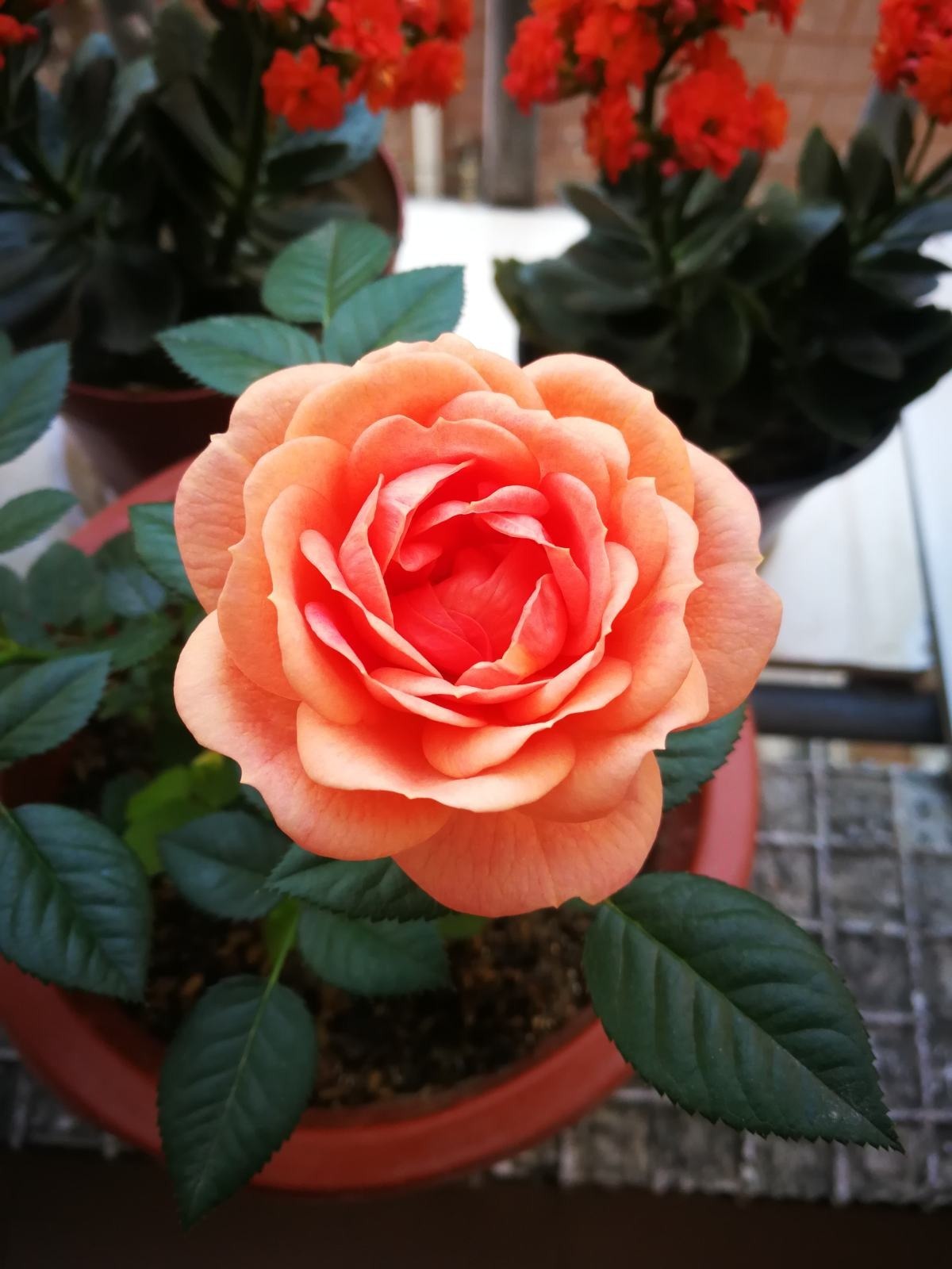 春天正是养花时,提前准备这5样东西,养花更加得心应手