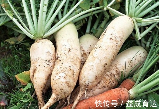 魔芋|女生晚上不吃饭,4种主食使劲儿吃,排出隔夜宿便