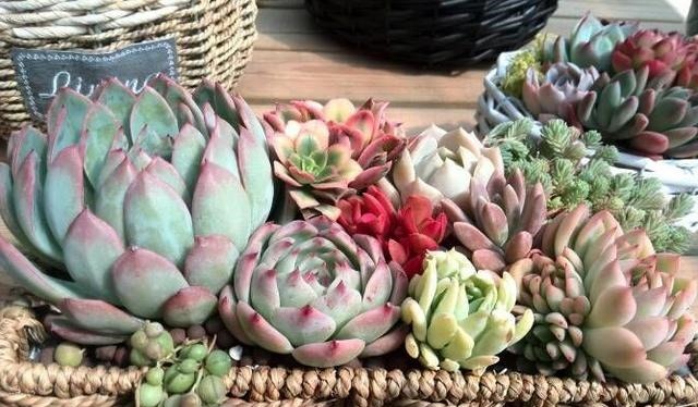 35度高温多肉要休眠这样养护,避开徒长,叶子厚实又肥美