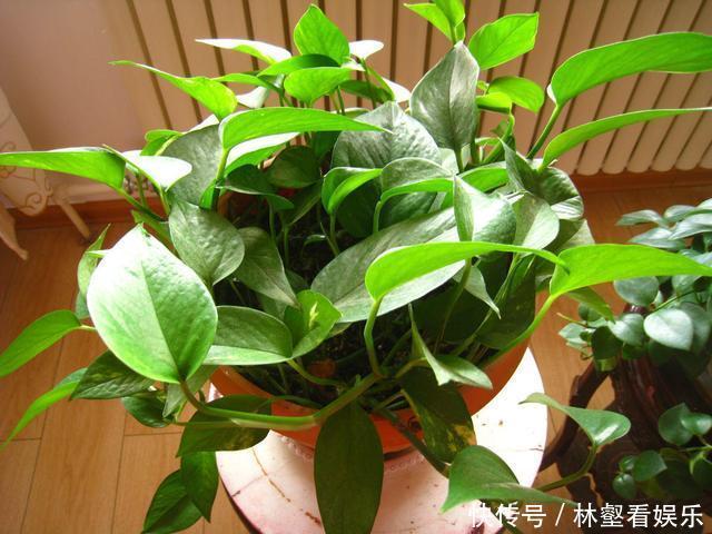 盆栽|绿萝好养生长又快,却不适合放卧室,影响睡眠质量要注意