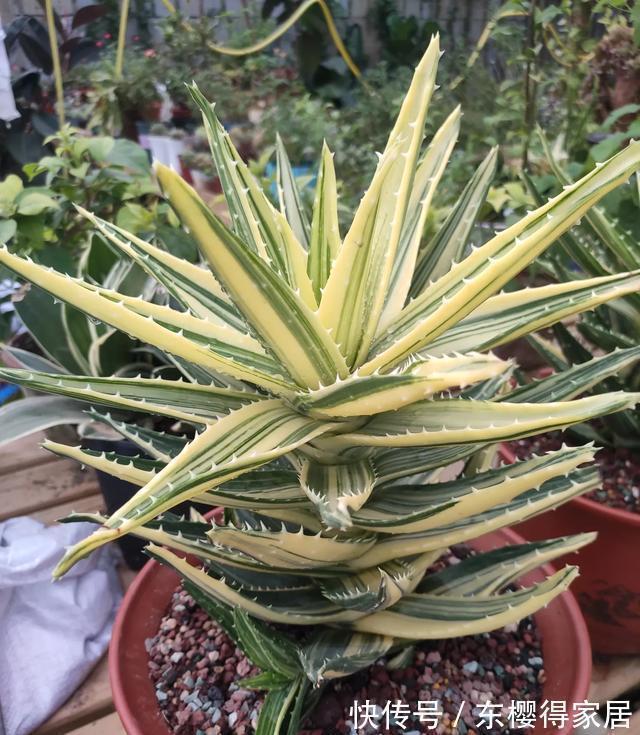 浇水|秋天养芦荟,4个小技巧,花箭一米高,冒芽20多,又壮又肥