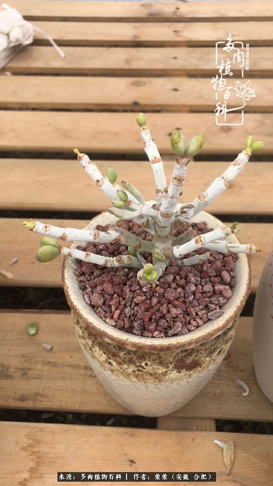 金秋时节,变化带来的惊喜不正是养肉的乐趣所在么!