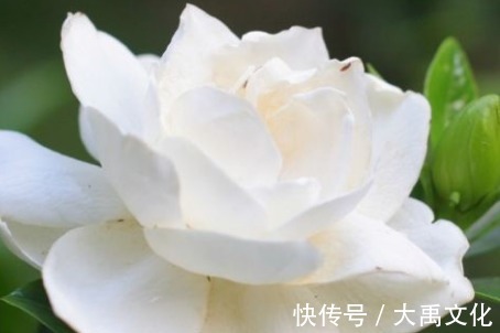 新手养花,不如养盆花中精品“玛姬婶婶”,花型精美,有枝就有花