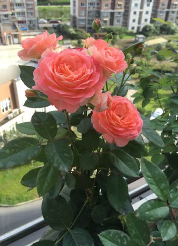 3种花太漂亮了，开花超级多，能开成花墙，养护容易，南北都能种