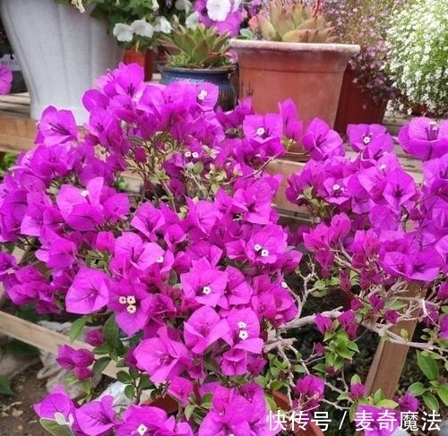 4个养花坏习惯,及时改掉,不然什么花都难养好,你中了几条?